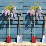 Chinese Wisteria | Wisteria sinensis Climbing Plants