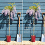 Chinese Wisteria | Wisteria sinensis Climbing Plants