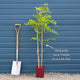 Chinese Wisteria | Wisteria sinensis 'Blue Sapphire' Climbing Plants