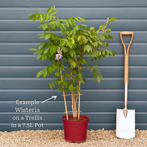 Chinese Wisteria | Wisteria sinensis Climbing Plants