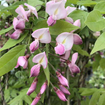 Silky Wisteria | Wisteria brachybotrys 'Showa-beni' Climbing Plants