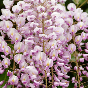 Wisteria floribunda 'Lipstick' Climbing Plants
