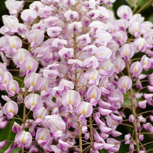Wisteria floribunda 'Lipstick' Climbing Plants