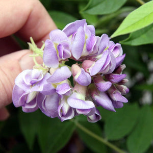 American Wisteria | Wisteria frutescens 'Amethyst Falls' Climbing Plants