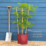 Chinese Wisteria | Wisteria sinensis Climbing Plants