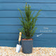 Common Yew | Taxus baccata Shrubs