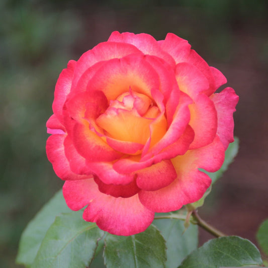'You're My Everything' Bush Rose Shrubs