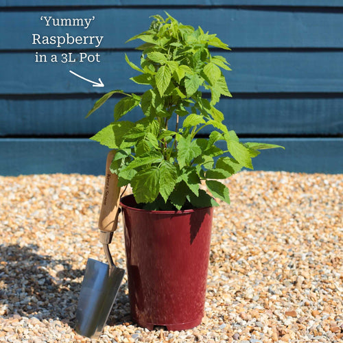 'Yummy' Patio Raspberry Plant Soft Fruit