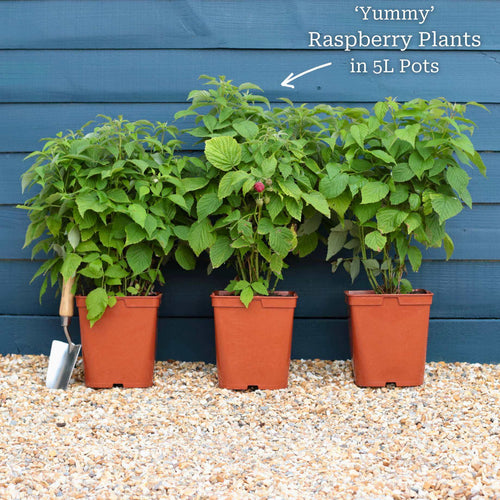 'Yummy' Patio Raspberry Plant Soft Fruit
