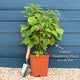 'Yummy' Patio Raspberry Plant Soft Fruit