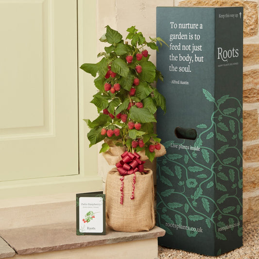The Patio Raspberry Plant Gift Gift Option
