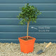 Yuzu Tree | Citrus × junos Mediterranean Fruit Trees