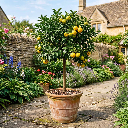 Yuzu Tree | Citrus × junos Mediterranean Fruit Trees
