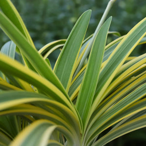 Agapanthus 'Zambezi' Perennial Bedding