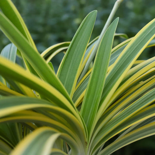 Agapanthus 'Zambezi' Perennial Bedding