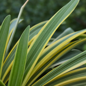 Agapanthus 'Zambezi' Perennial Bedding