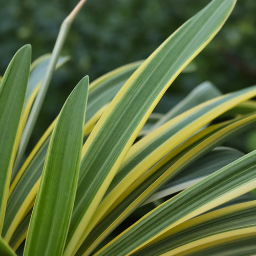 Agapanthus 'Zambezi' Perennial Bedding