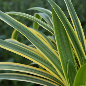 Agapanthus 'Zambezi' Perennial Bedding