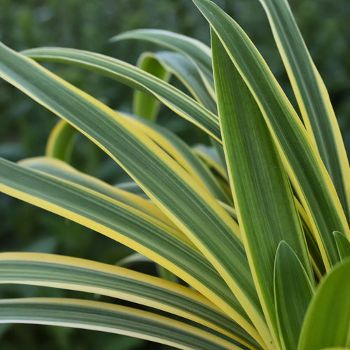 Agapanthus 'Zambezi' Perennial Bedding