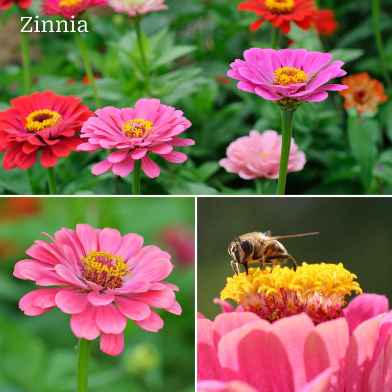 Ultimate Vegetable Companion Plant Collection | Cosmos, Marigold & Zinnia Annual Bedding