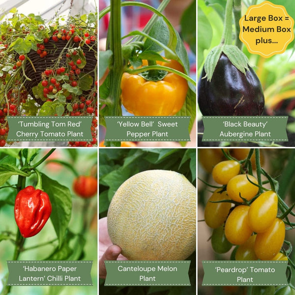 Greenhouse Grower’s Vegetable Collection Vegetables