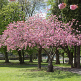 'Accolade' Pink Cherry Blossom Tree Ornamental Trees