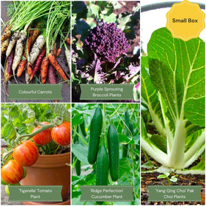 Adventurer's Allotment in a Box | Unusual Vegetables Collection Vegetables
