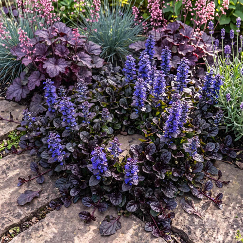 Ajuga 'Black Scallop' Perennial Bedding