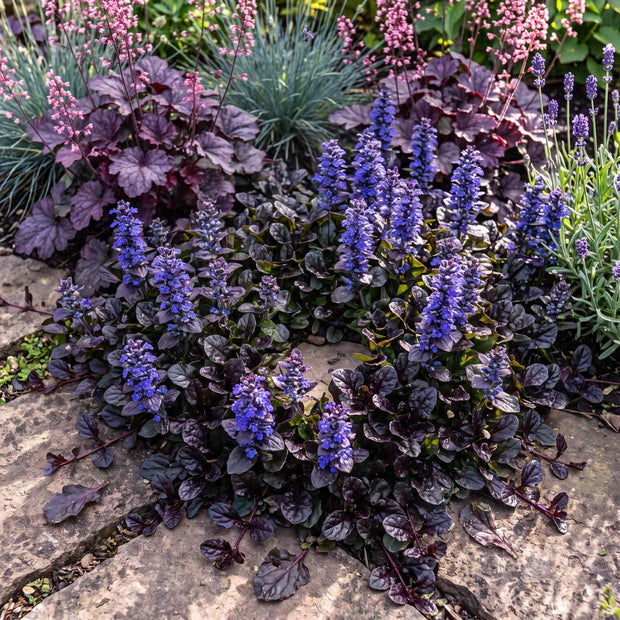 Ajuga 'Black Scallop' Perennial Bedding