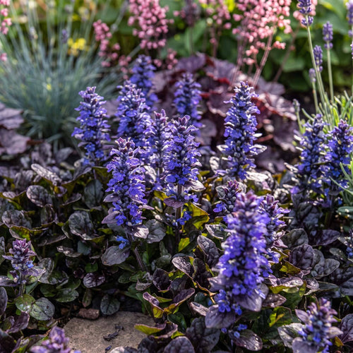 Ajuga 'Black Scallop' Perennial Bedding