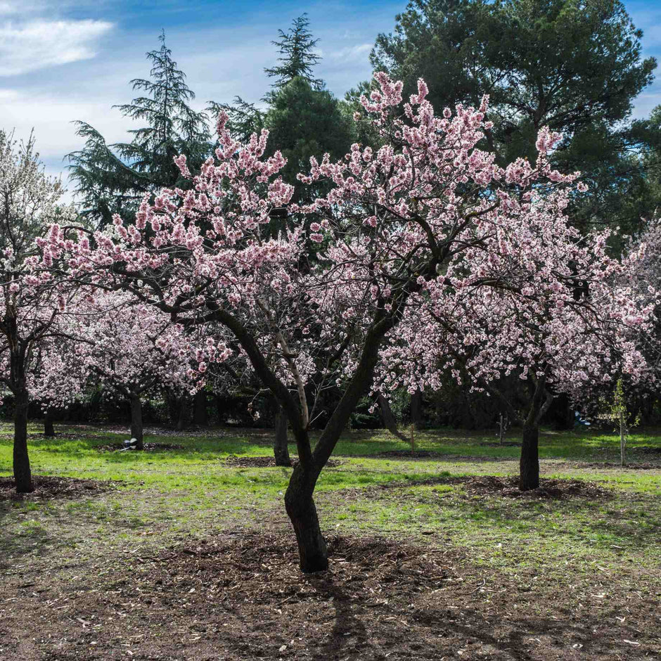 Nut Trees: UK Grown, Hardy and Sustainable – Roots Plants