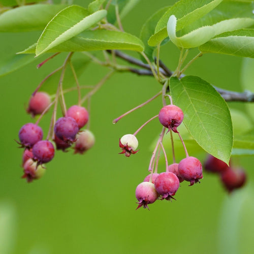 Serviceberry Tree | Amelanchier arborea 'Robin Hill' Ornamental Trees
