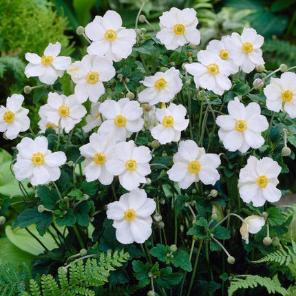 Anemone 'Honorine Jobert' Perennial Bedding