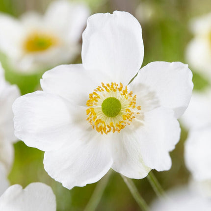 Anemone 'Honorine Jobert' Perennial Bedding