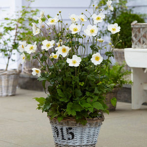 Anemone 'Honorine Jobert' Perennial Bedding