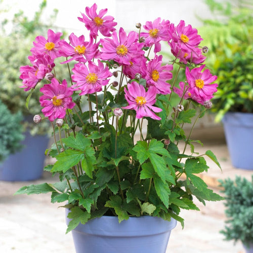 Anemone 'Prinz Heinrich' Perennial Bedding