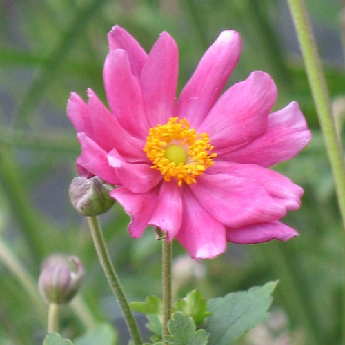 Anemone 'Prinz Heinrich' Perennial Bedding