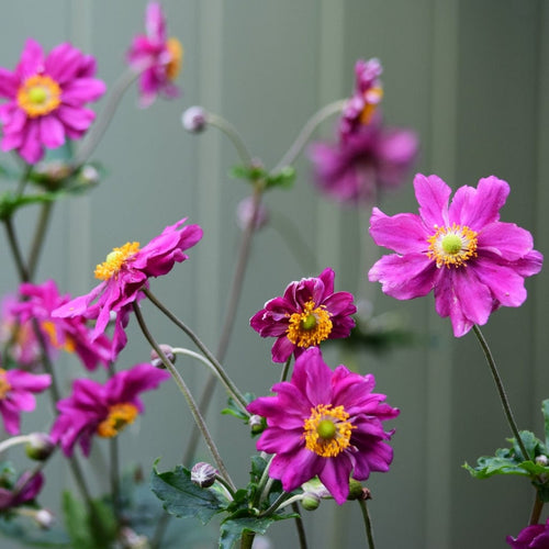 Anemone 'Prinz Heinrich' Perennial Bedding