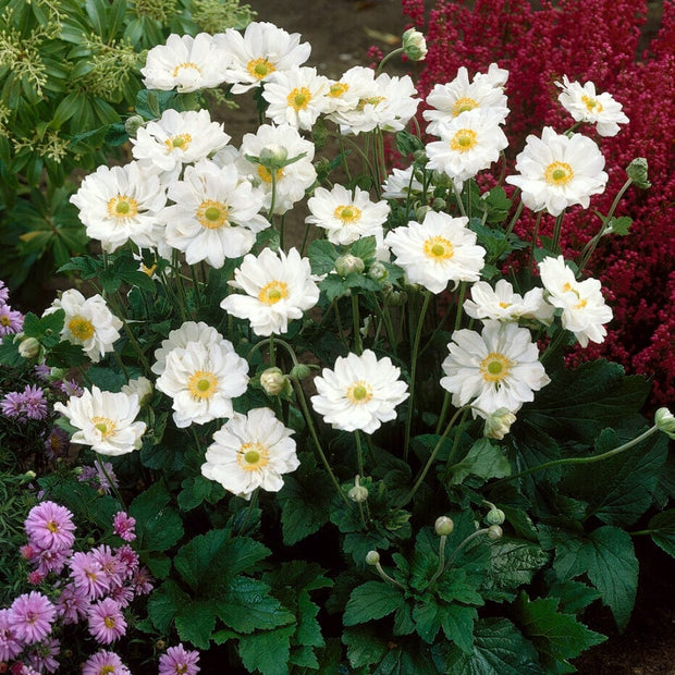 Anemone 'Whirlwind' Perennial Bedding