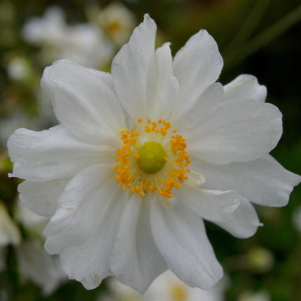 Anemone 'Whirlwind' Perennial Bedding