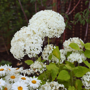 Hydrangea arborescens 'Annabelle' Shrubs