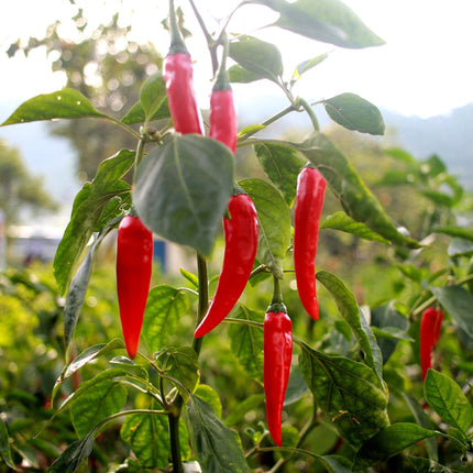 'Apache' Chilli Pepper Plants Vegetables