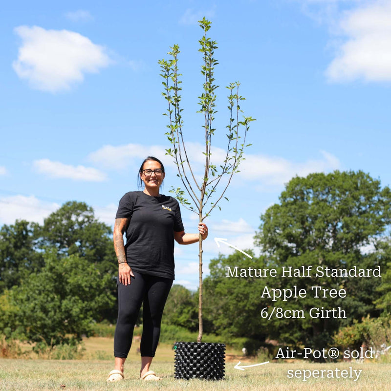 'Cox's Orange Pippin' Apple Tree Fruit Trees