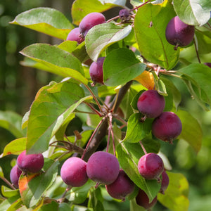 Mini Apple Tree | Malus 'Appletini' Trained Fruit Trees