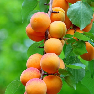 Cordon Apricot Tree Trained Fruit Trees