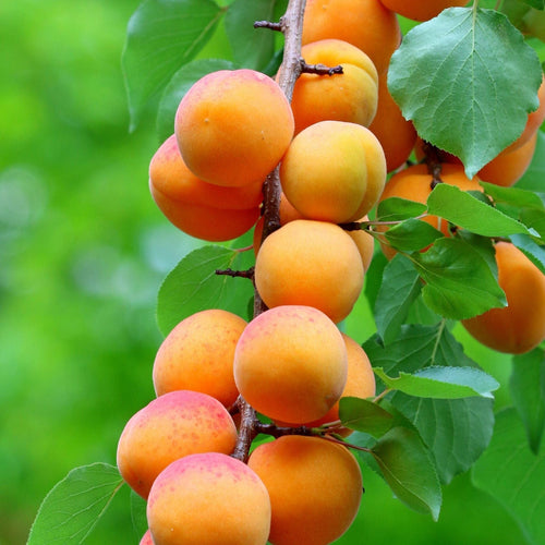 Cordon Apricot Tree Trained Fruit Trees