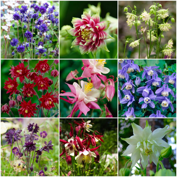 Early Flowering Aquilegia Collection Perennial Bedding