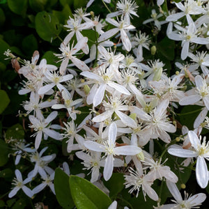 Evergreen Clematis | Clematis armandii Climbing Plants
