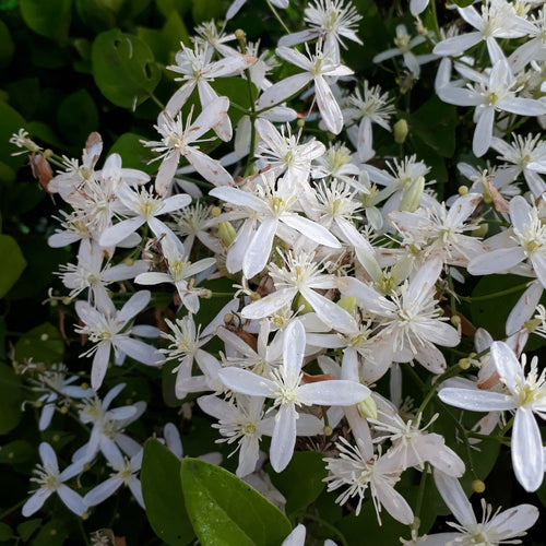 Evergreen Clematis | Clematis armandii Climbing Plants