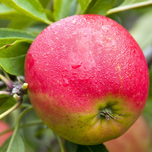 Rare Color Appels Rare Apple Varieties